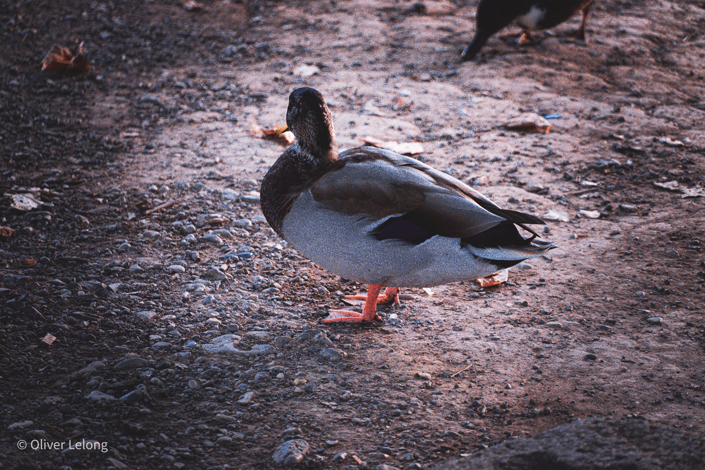Ente