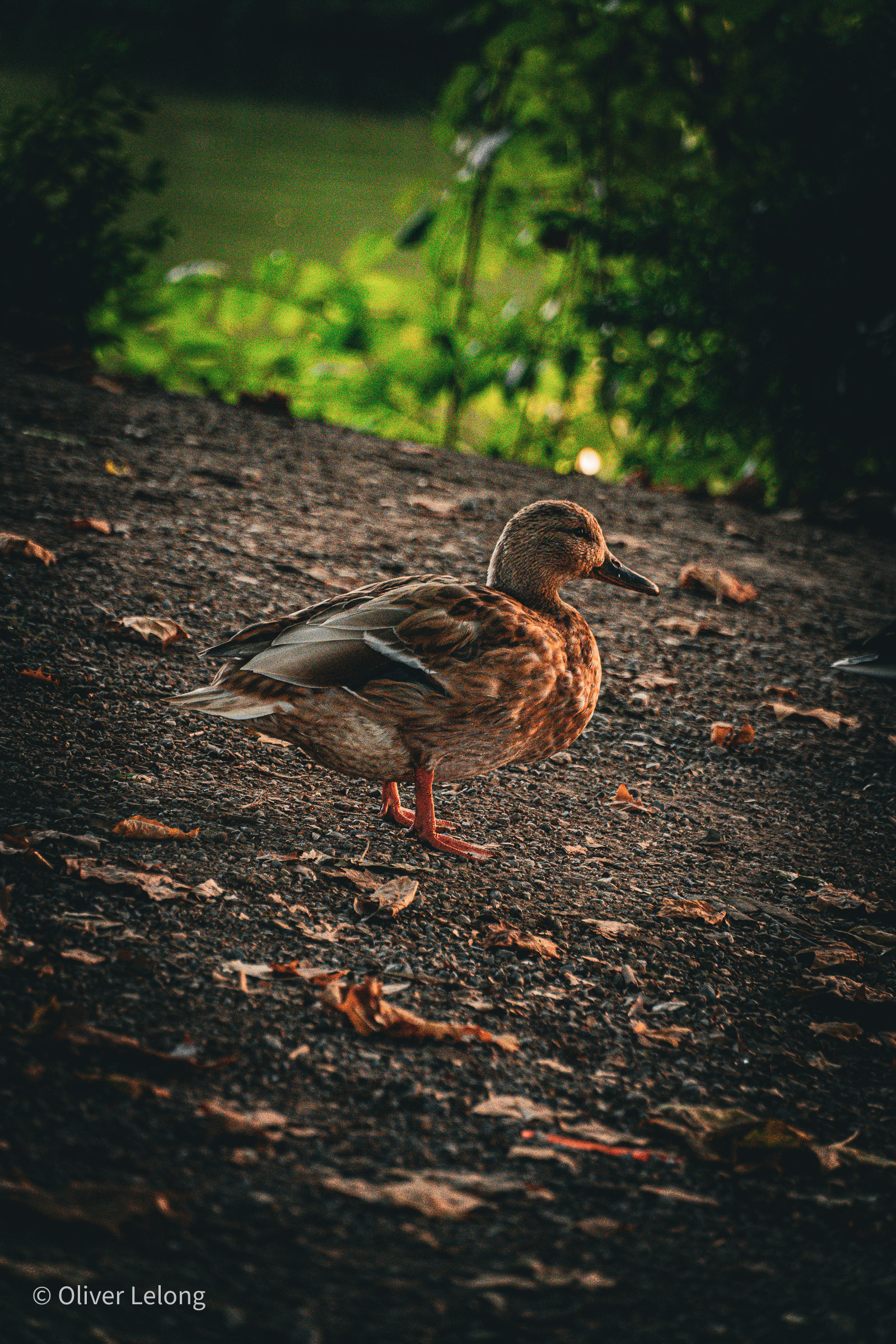 Ente