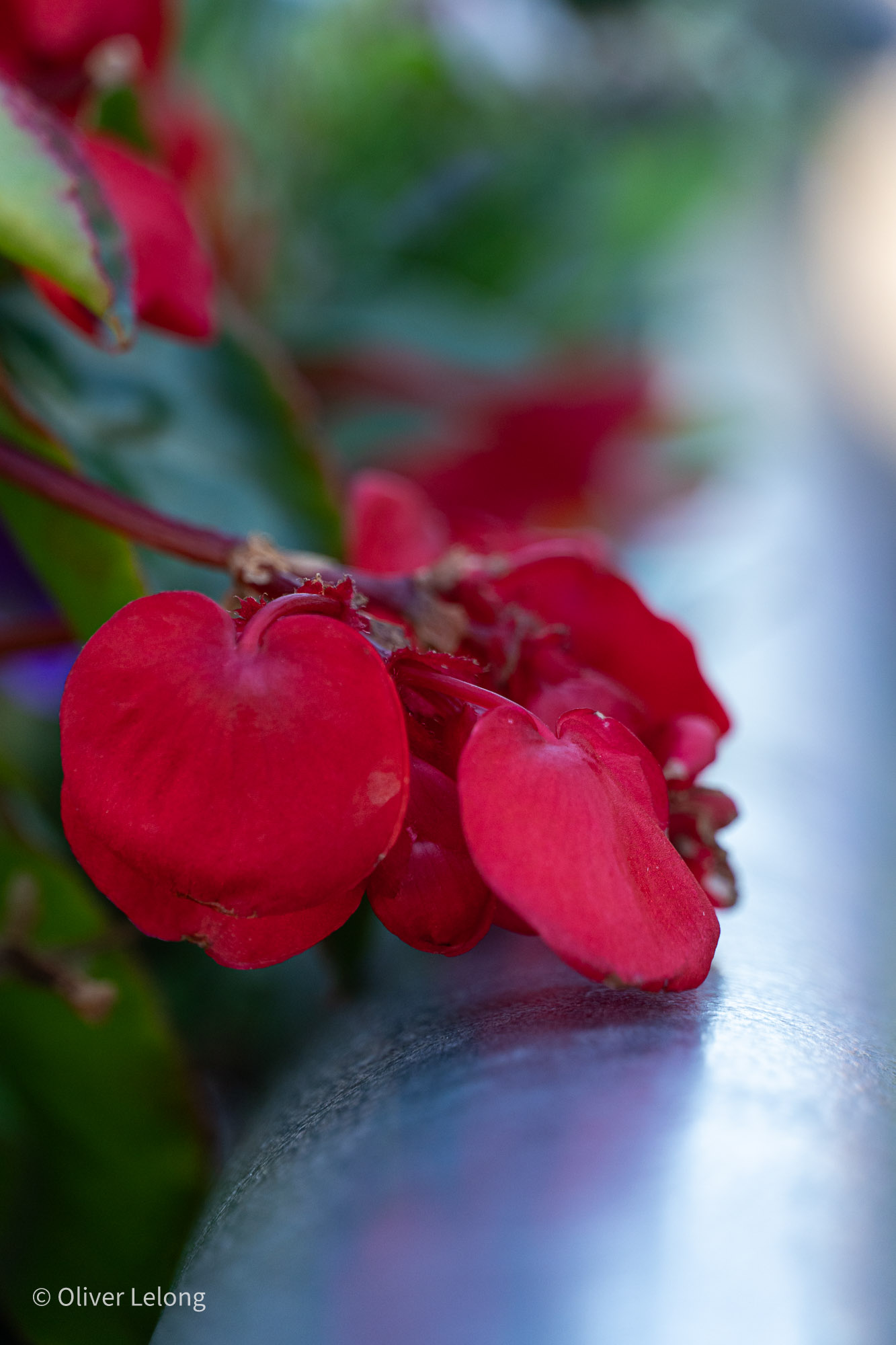Rote Blüten im Detail